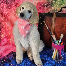 Gloss - Cream female Poodle puppy in Mcbain, Michigan from Northern Creek