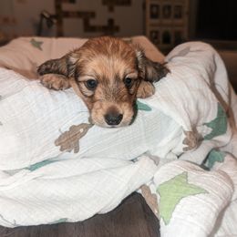 Boy 1 - Cream Dachshund puppy in Homosassa, Florida from Foxies Doxies