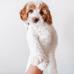 Hancock (Silver Collar) - Parti male Goldendoodle puppy in Beaverton, Oregon from Henry Elliots