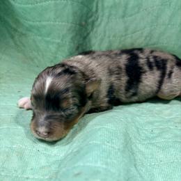 Raj - Blue merle male Australian Shepherd puppy in Bethlehem, Georgia from CJ Farm and Kennels