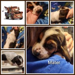 Mater - Black white and tan male Basset Hound puppy in Mill Springs, North Carolina from Mountain View Basset Hounds