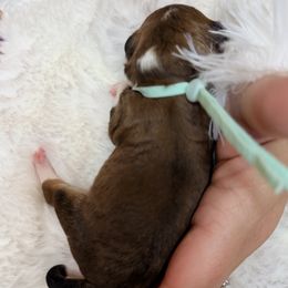 Mr. Mint Green - Sable male Aussiedoodle puppy in Georgetown, Texas from Mc Doodles of Texas LLC