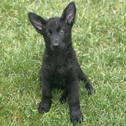 Mr Black - Black male German Shepherd puppy in Berlin, Wisconsin from Gypsy Miracle Kennels