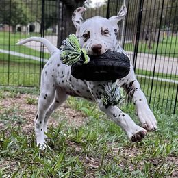 Dalmatian Puppies from Louisiana Roux Dalmatians