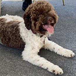 Etta - Lagotto Romagnolo