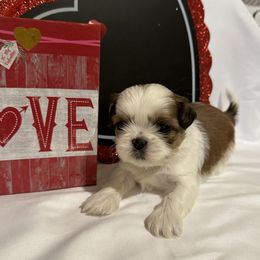 Shih Tzu Puppies from Happy Haven Farm