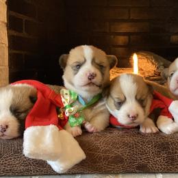 Pembroke Welsh Corgis from Sulphur Springs Corgis