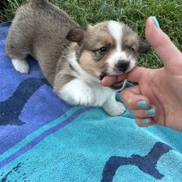 Pembroke Welsh Corgi Puppies from Jennifer Jimerson