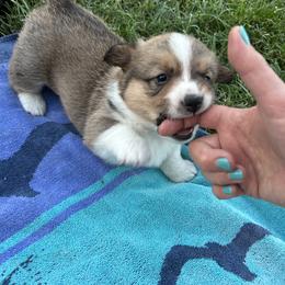Pembroke Welsh Corgi Puppies from Jennifer Jimerson