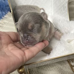 Parker - Blue male French Bulldog puppy in Peru, Indiana from Angie's Little Bostons And Frenchies