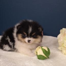 Lucy - Tri-colored female Pomeranian puppy in Tampa, St Petersburg, Florida from Diana's Pomeranians