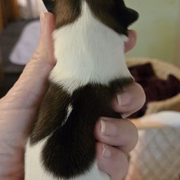 Boy tri - Tricolor male Shih Tzu puppy in Missouri from Farm Animal Mommy Shih tzu's