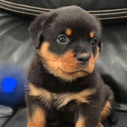 Boy 2 (Blue Collar) - Black and mahogany male Rottweiler puppy in San Antonio, Texas from HAUS OF RZA