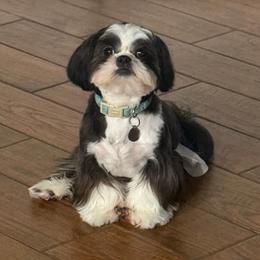 Leo - Shih Tzu