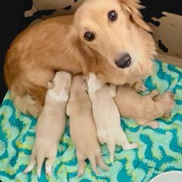 Dachshund puppies from Meldox