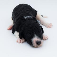 Bernedoodle, Saint Berdoodle, and Sheepadoodle Puppies from Yankee Doodle Puppies