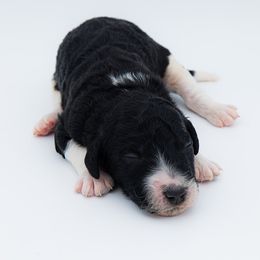 Bernedoodle, Saint Berdoodle, and Sheepadoodle Puppies from Yankee Doodle Puppies