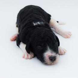 Bernedoodle, Saint Berdoodle, and Sheepadoodle Puppies from Yankee Doodle Puppies