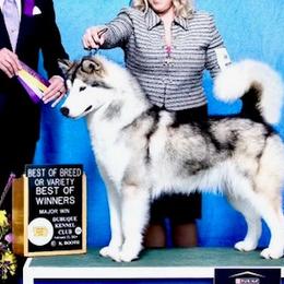 Vail - Alaskan Malamute