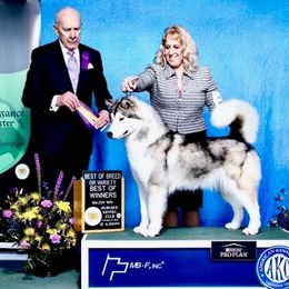 Vail - Alaskan Malamute