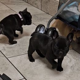 French Bulldog Puppies from A&D Frenchies