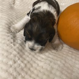 Cocker Spaniel Puppies from Becky's Cockers