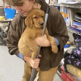 Golden Retriever Puppies from Elm Hollow Golden Retreivers