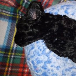 Poodle and Shihpoo Puppies from Peace, Love, and Puppies at the Creek