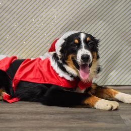 Maserati - Black tri-color male Australian Shepherd puppy in Quincy, Illinois from McMullen’s Aussies
