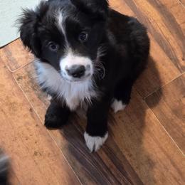 Solar - Black & white male Miniature Australian Shepherd puppy in Ionia, Iowa from Sapphire Stables