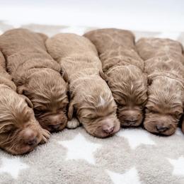 Goldendoodle Puppies from Rustic Road Doodles