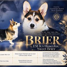 Brier - Pembroke Welsh Corgi