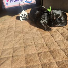 London - Black and white female Shih Tzu puppy in Kettering, Ohio from LaDawn’s Little Lions