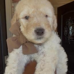 Coconut - Cream male Goldendoodle puppy in Richmond, Texas from Harper’s Heartbeats