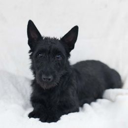 Piper - Scottish Terrier