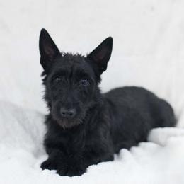 Piper - Scottish Terrier
