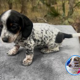 This Boy Is So Pretty It's Unreal. - Black and tan male Dachshund puppy in Brunswick, Georgia from Coastal Georgia Miniature Dachshunds
