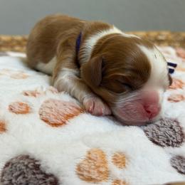 Zimomo - Ruby male Cavalier King Charles Spaniel puppy in Fontana, California from Magical Cavaliers