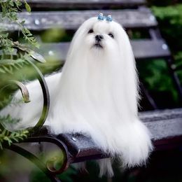 Bichon Frise puppies from Top Shepherd -Bichon Frisé-Maltise