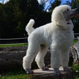 Poodle Puppies from D and D Standard Poodles