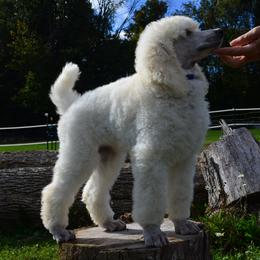 Poodle Puppies from D and D Standard Poodles