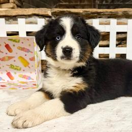 Electra - Black tri-color female Australian Shepherd puppy in Red Springs, North Carolina from Julia Rose Ranch