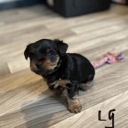 Liam green - Black and tan male Yorkshire Terrier puppy in Taylorsville, North Carolina from Mountain Top Hot Tailz