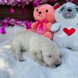 Aspen - White male Poodle puppy in Roseville, California from Aura & Luxe Poodles