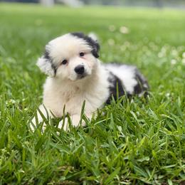 Marble - Blue merle male Australian Shepherd puppy in Crosby, Texas from Monarch Australian Shepherds