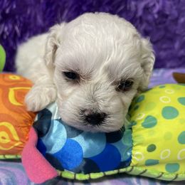 Maddie - White female Bichon Frise puppy in Clearwater, Florida from Cambeas Puppies