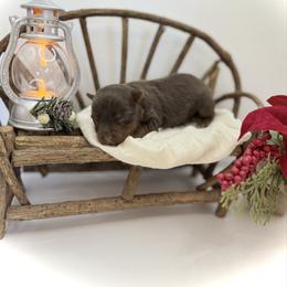 Jude - Chocolate and tan male Yorkshire Terrier puppy in Hastings, Nebraska from Promise Land Pets