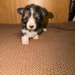Topaz - Sable female Pembroke Welsh Corgi puppy in Washington from Castle View Royal Rumps