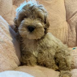 Rolly - Buff male Cockapoo puppy in Williamston, South Carolina from Sassy Bob’s Dogs