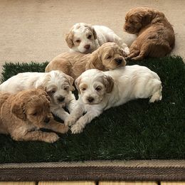 Cockapoo Puppies from Maple’s Cockapoo Puppies